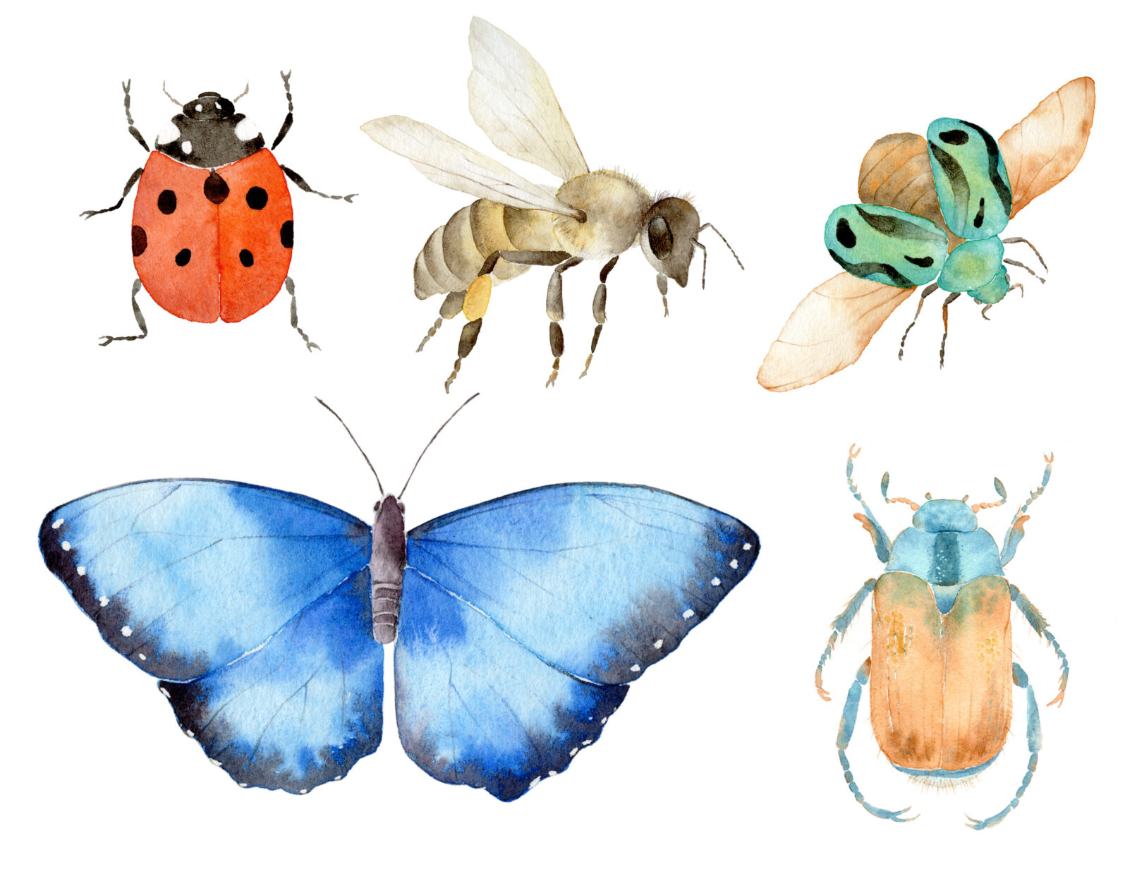 Illustration naturaliste - insectes