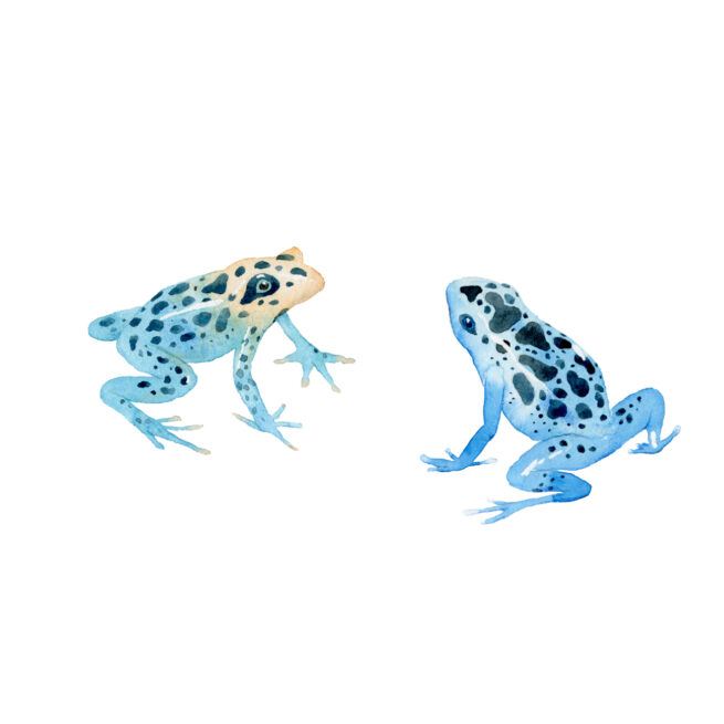 Illustration naturaliste - Grenouille Amazonie