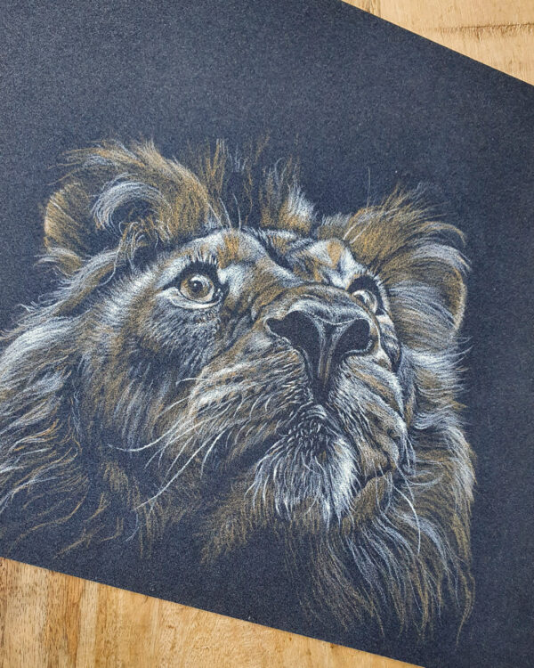 dessin-pastel-lion Dessin original au pastel sec - Lion