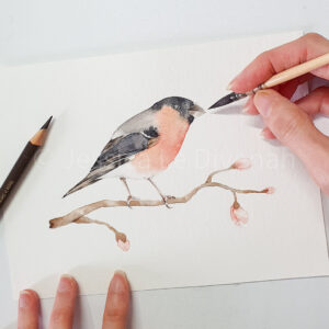 Aquarelle bouvreuil pivoine