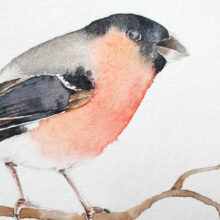 bouvreuil-aquarelle Aquarelle bouvreuil pivoine