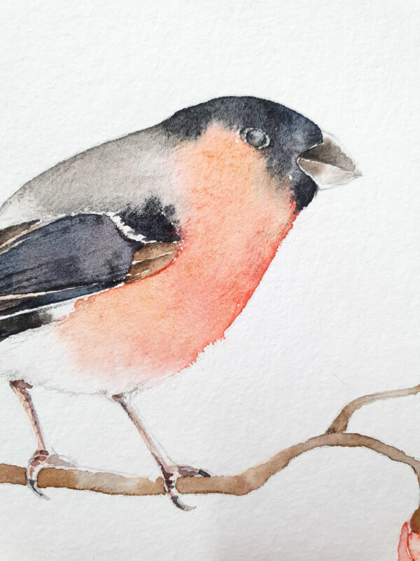 bouvreuil-aquarelle Aquarelle bouvreuil pivoine