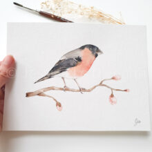 bouvreuil-aquarelle Aquarelle bouvreuil pivoine