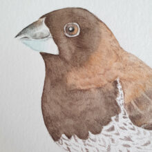 Illustration originale moineau du japon