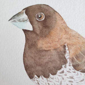 Illustration originale moineau du japon