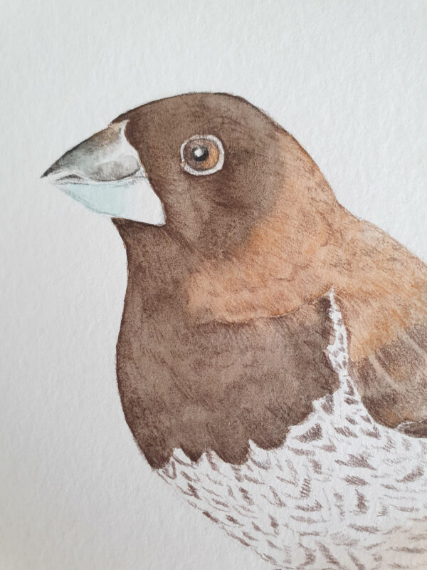 Illustration originale moineau du japon