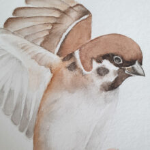 Illustration originale moineau du japon