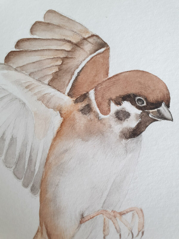 Illustration originale moineau du japon