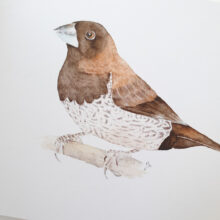 moineau-japon-2 Carte postale moineau du Japon