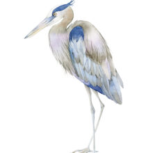 Tirage d'art - Le héron bleu