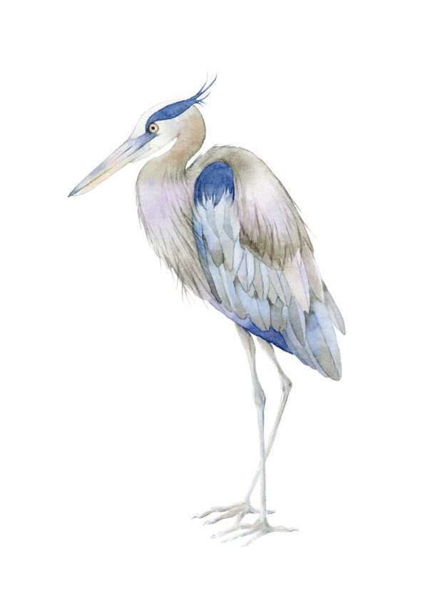 Tirage d'art - Le héron bleu