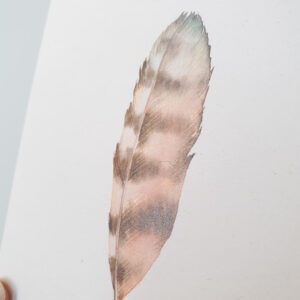 Carte postale double - Plume